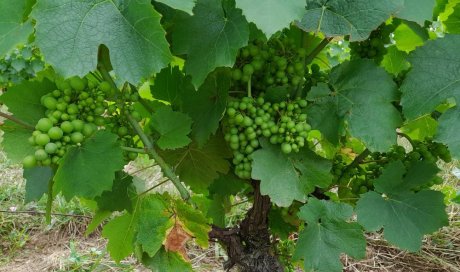 beaujolais bio vignes en poleine santé