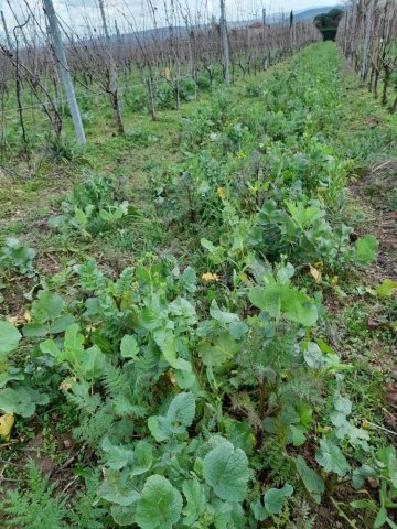 beaujolais bio biodynamie couverts vegetaux