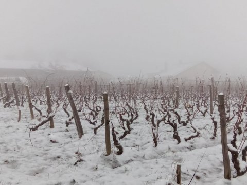 beaujolais bio hiver