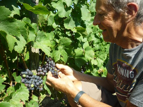 Malgré la météo capricieuse, le raisin mûrit , nous vendangerons autour du 20 septembre pour élaborer notre vin bio beaujolais - Domaine du "Crêt de Bine"