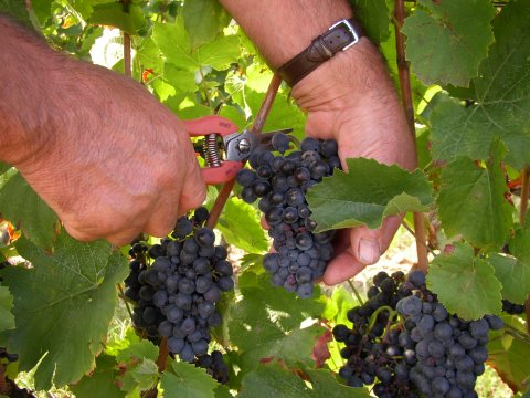 Vendanges 2012 : les vins bio au Domaine du Crêt de Bine - Domaine du "Crêt de Bine"