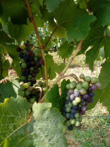 Vigne beaujolais nouveau - Domaine du "Crêt de Bine"