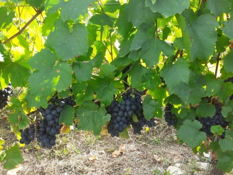 raisins beaujolais bio biodynamie