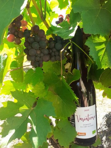 raisin vin beaujolais biodynamie