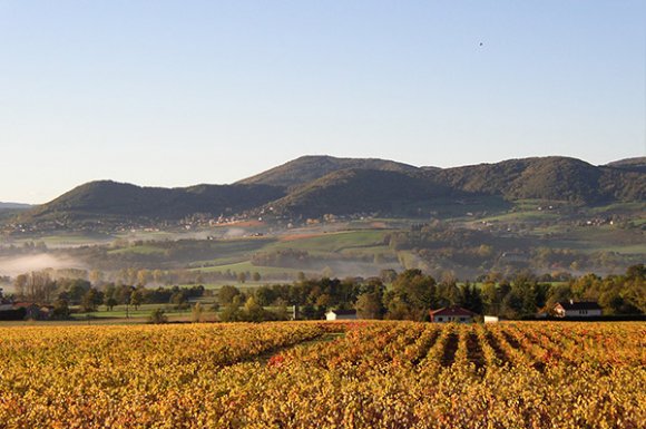 Les 2 grands plus  du vin bio Beaujolais à Sarcey