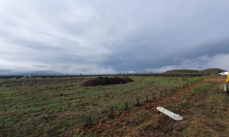 beaujolais agroforesterie à Sarcey, portes sud 