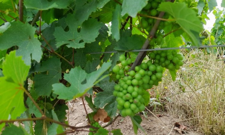 beaujolais bio vignes en poleine santé